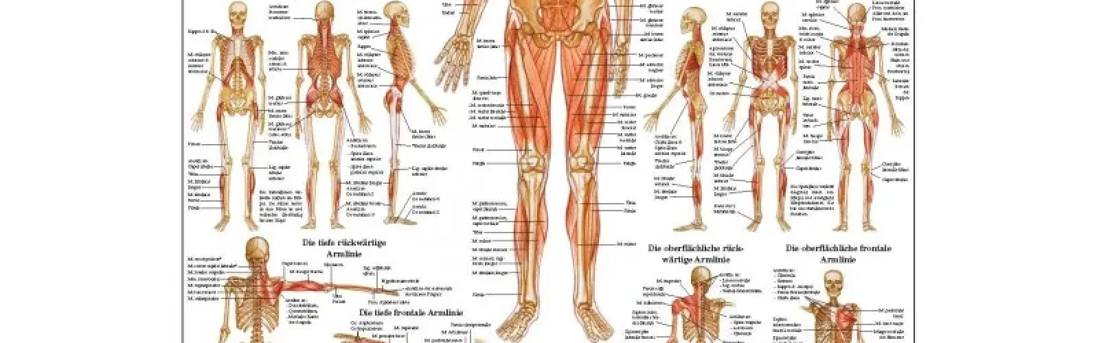 Bindweefsel (Fascie) Poster-800x800